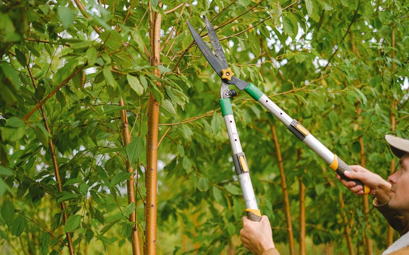 Tree trimming in Camanche, IA
